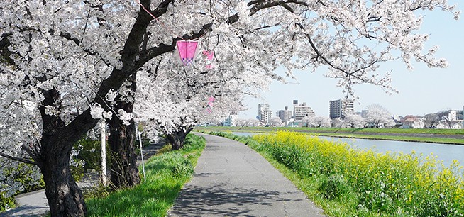 桜川