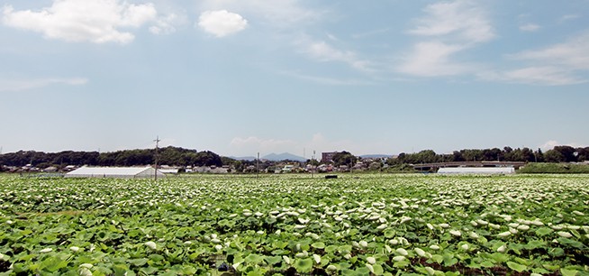 蓮田と筑波山